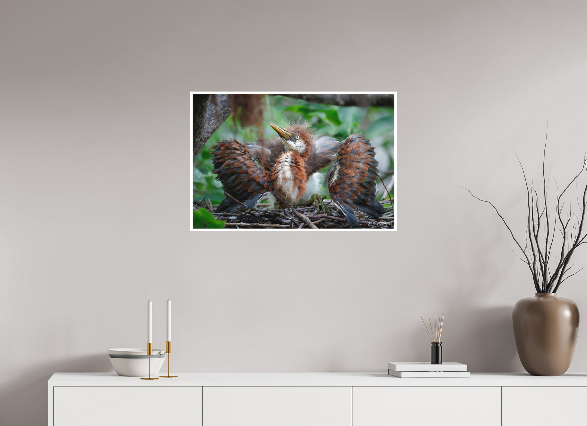 30 x 20″, Fine art print "Finding My Wings" - Tricolored Heron