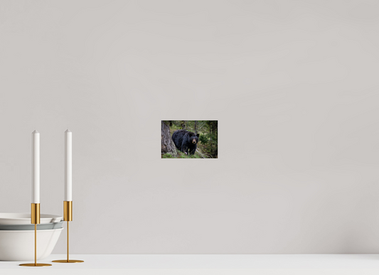 Black bear stare