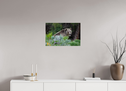 Yawning bear