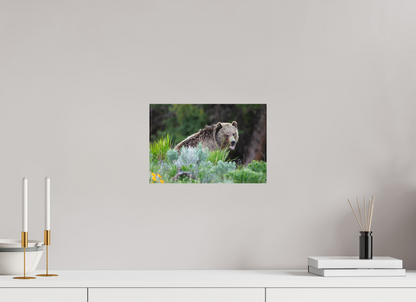 Yawning bear