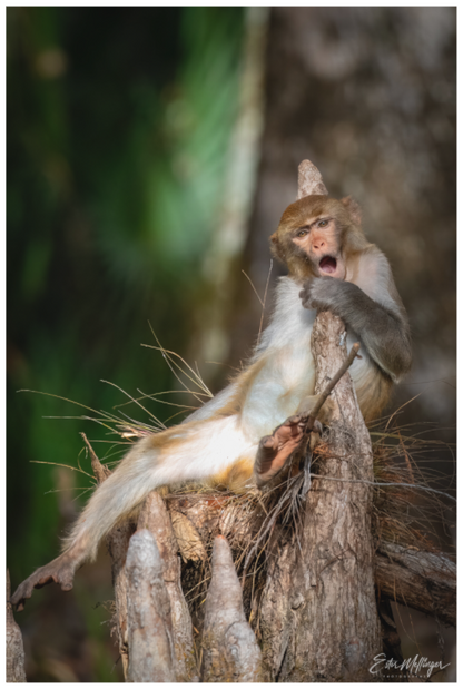 Main image "Silver Song" - Rhesus Macaque