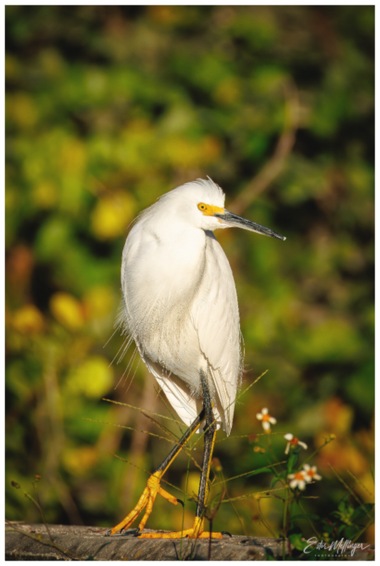 Main image "Golden Light, White Silence" - Great Egret