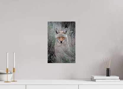 10 x 15″, Metal "Golden Gaze" - Coyote