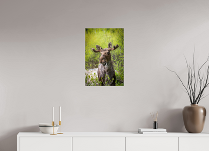 Smiling moose