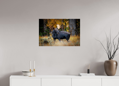 30 x 20″, Acrylic "Guardian of the Gros Ventre" - Bull moose