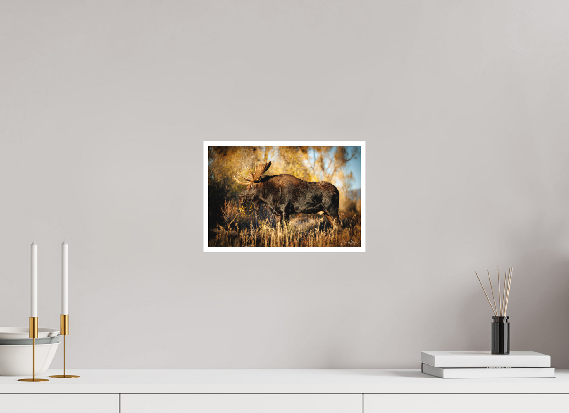 12 x 8″, Fine art print "Monarch of Gros Ventre - Presence" - Bull Moose