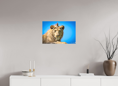 Lion stare