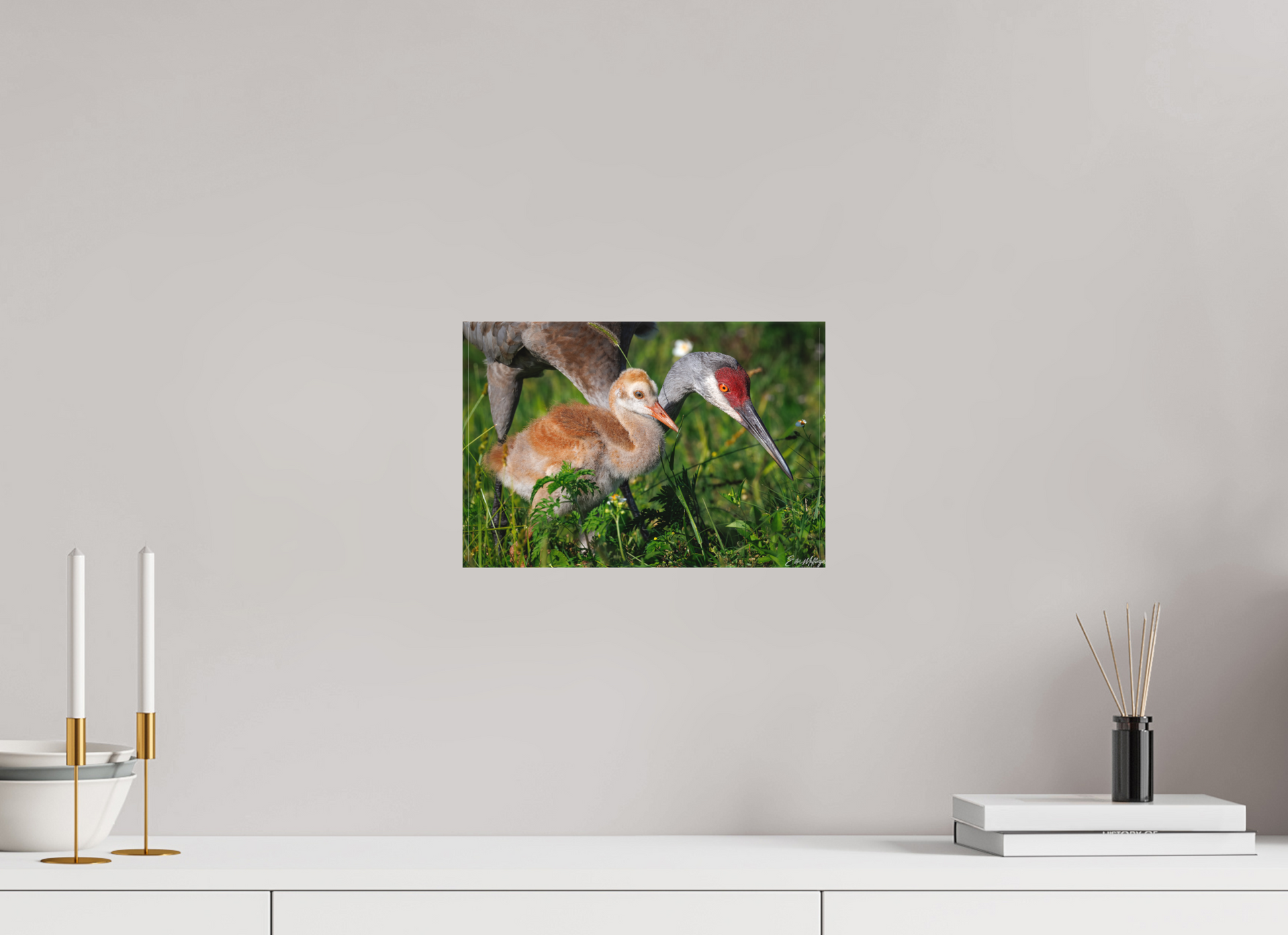 12 x 8″, Canvas "Guiding the Next Generation" - Sandhill Cranes