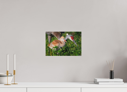 12 x 8″, Canvas "Guiding the Next Generation" - Sandhill Cranes