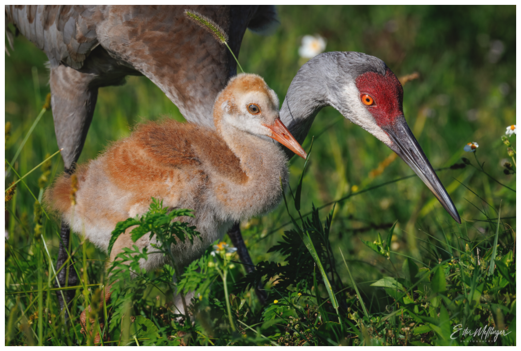 Main image "Guiding the Next Generation" - Sandhill Cranes