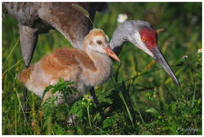 Main image "Guiding the Next Generation" - Sandhill Cranes