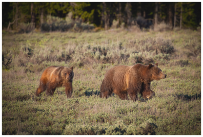 Main image "Grizzly 399 & Spirit - Walking the Tetons"