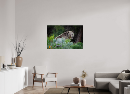 45 x 30″, Metal "Gentle Yawn" - Grizzly Bear