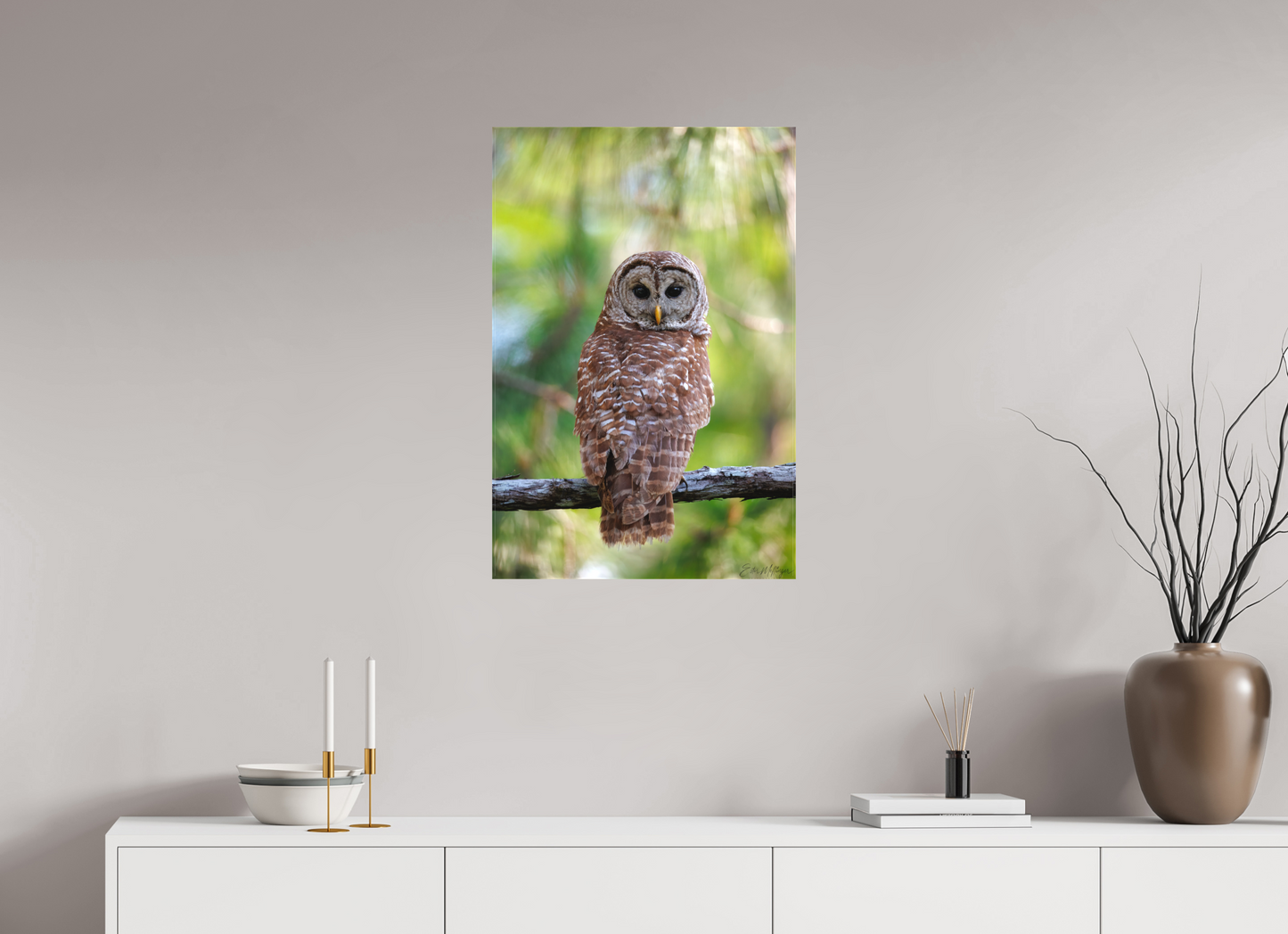 20 x 30″, Canvas "..." - Barred Owl