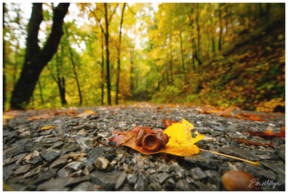 Main image "The Long Way Home" - Cades Cove