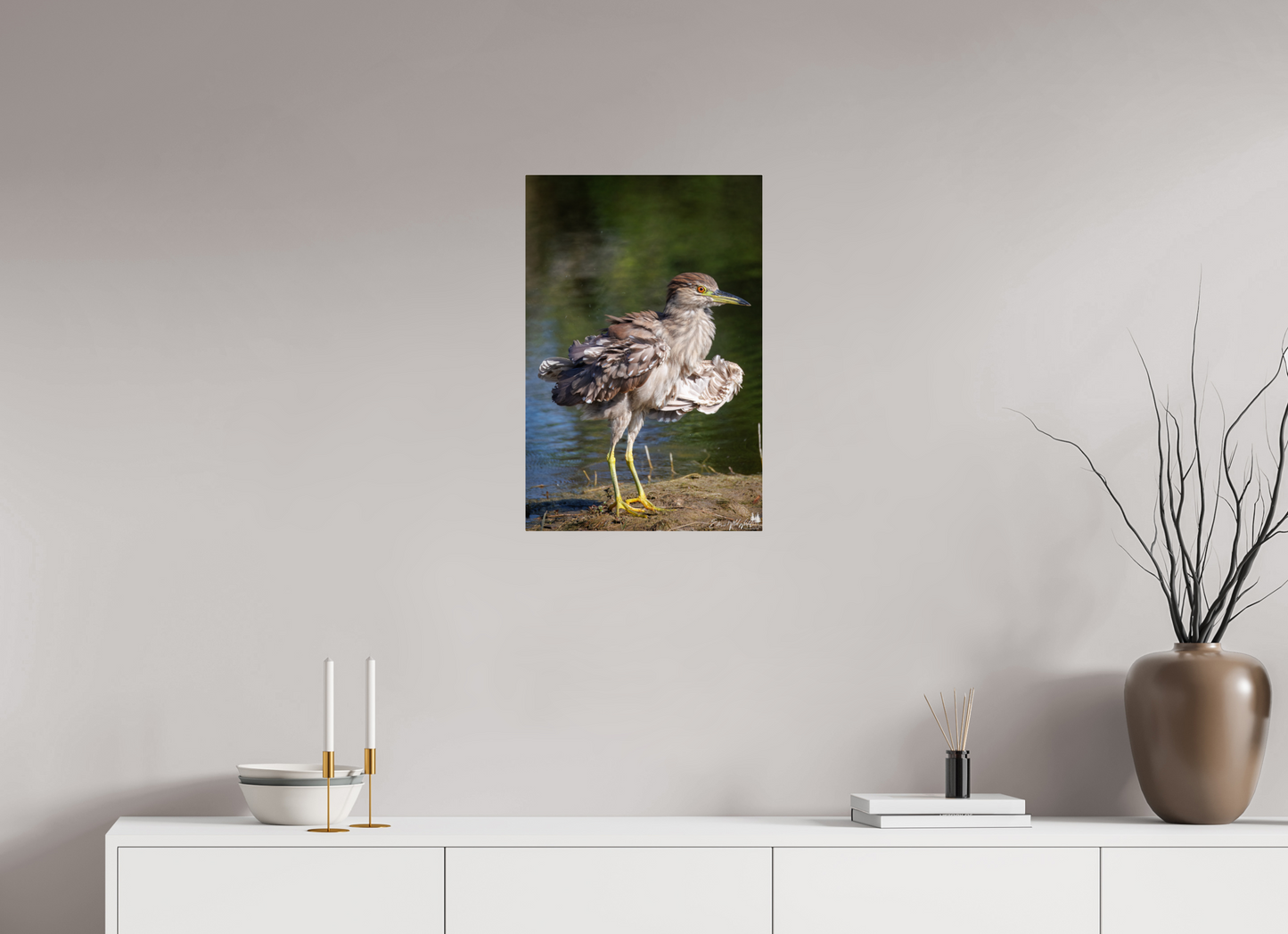 Juvenile night heron