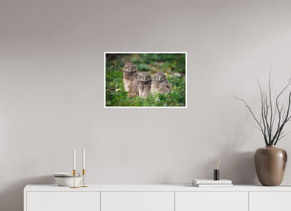 24 x 16″, Fine art print Three Little Burrowing Owls - Burrowing Owls