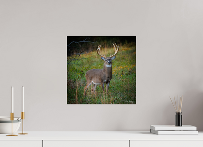 15 x 15″, Metal "Majesty of the cove" - White-tailed Buck