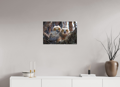 24 x 16″, Canvas "Hidden in the Pines" - Great Horned Owlets