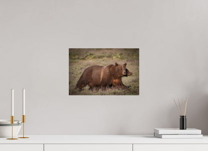 15 x 10″, Metal "Grizzly 399 on the Move"