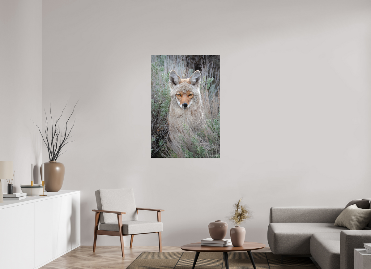 30 x 45″, Canvas "Golden Gaze" - Coyote