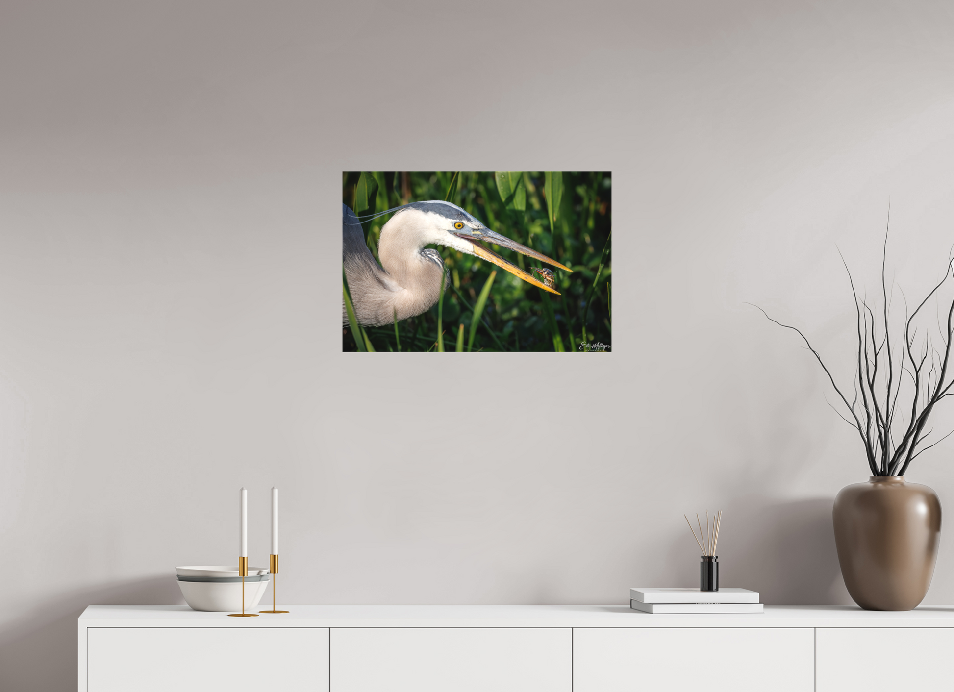 24 x 16″, Canvas "The Catch" - Great Blue Heron