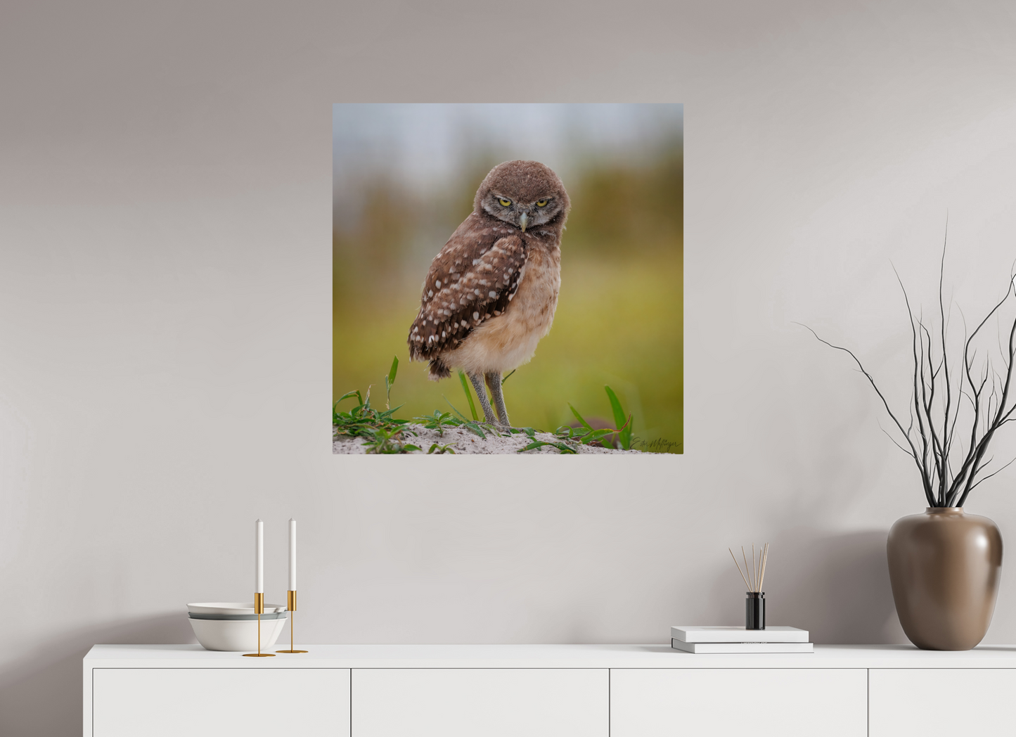 30 x 30″, Metal "The Stare Down" - Burrowing owlet