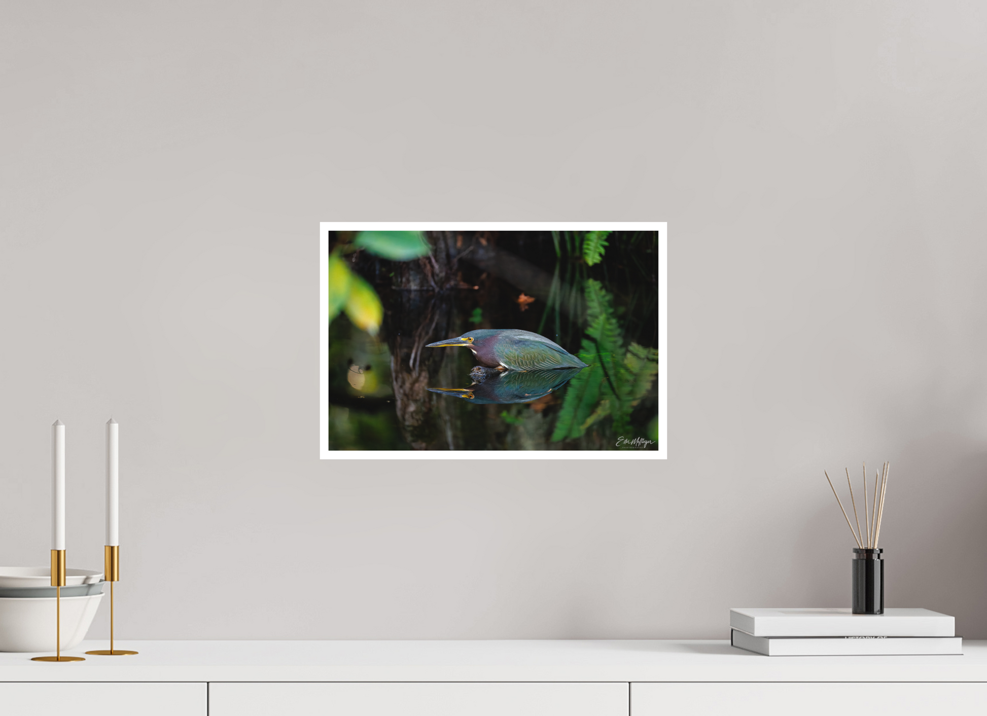 15 x 10″, Fine art print "Reflections in the Cypress" - Green Heron