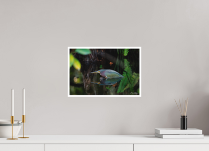 15 x 10″, Fine art print "Reflections in the Cypress" - Green Heron