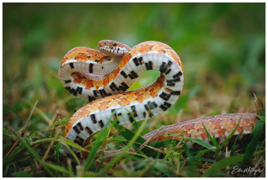 Main image "Wild Pattern" - Florida Corn Snake