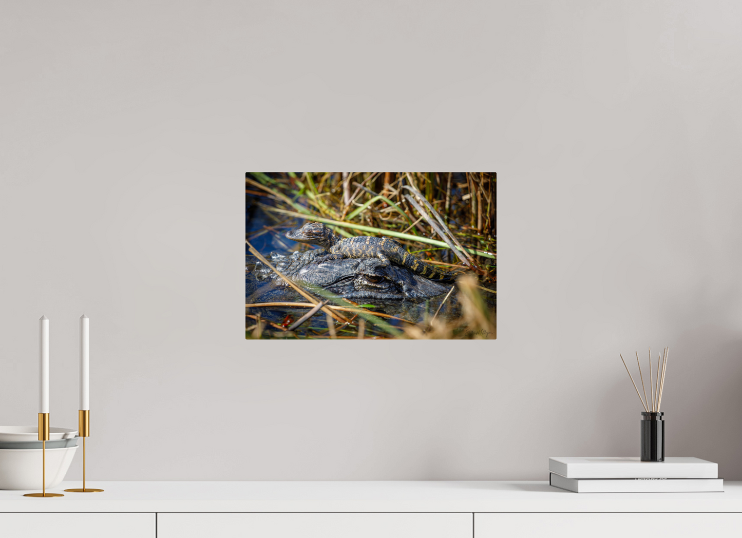 15 x 10″, Metal "Perched Above" - Baby Alligator