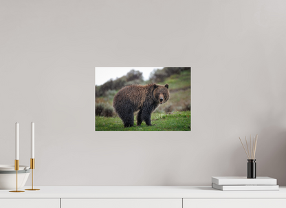 Grizzly in the rain