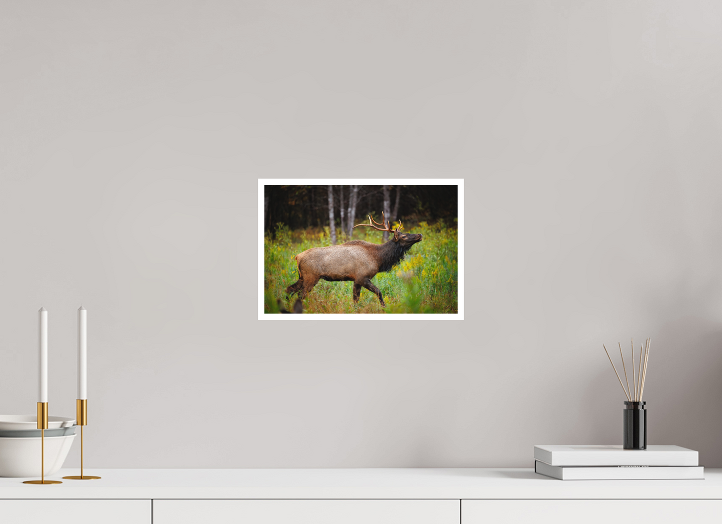 12 x 8″, Fine art print "The Challenger" - Elk