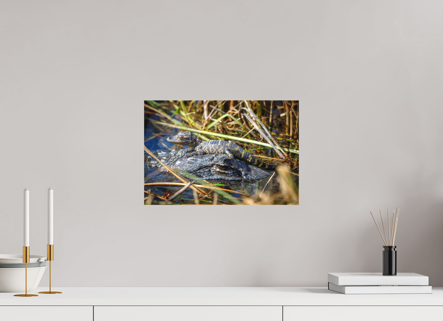 15 x 10″, Canvas "Perched Above" - Baby Alligator