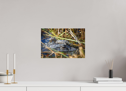 15 x 10″, Canvas "Perched Above" - Baby Alligator