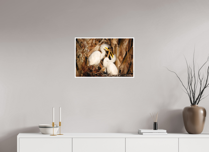 24 x 16″, Fine art print "Wetland Nursery" - Great Egrets