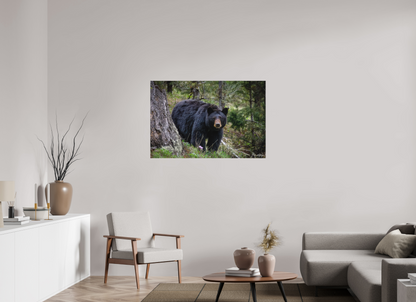 45 x 30″, Canvas "Silent Gaze" - Black Bear