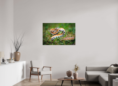 45 x 30″, Canvas "Wild Pattern" - Florida Corn Snake