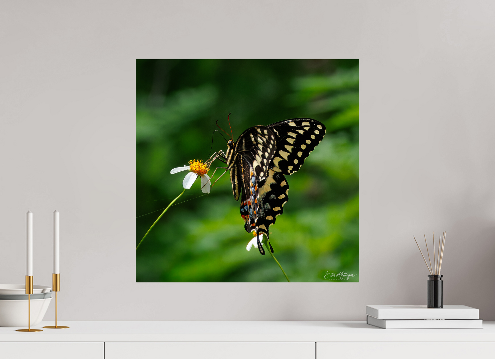 20 x 20″, Metal "Wildflower Landing" - Black Swallowtail