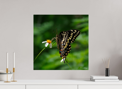 20 x 20″, Metal "Wildflower Landing" - Black Swallowtail