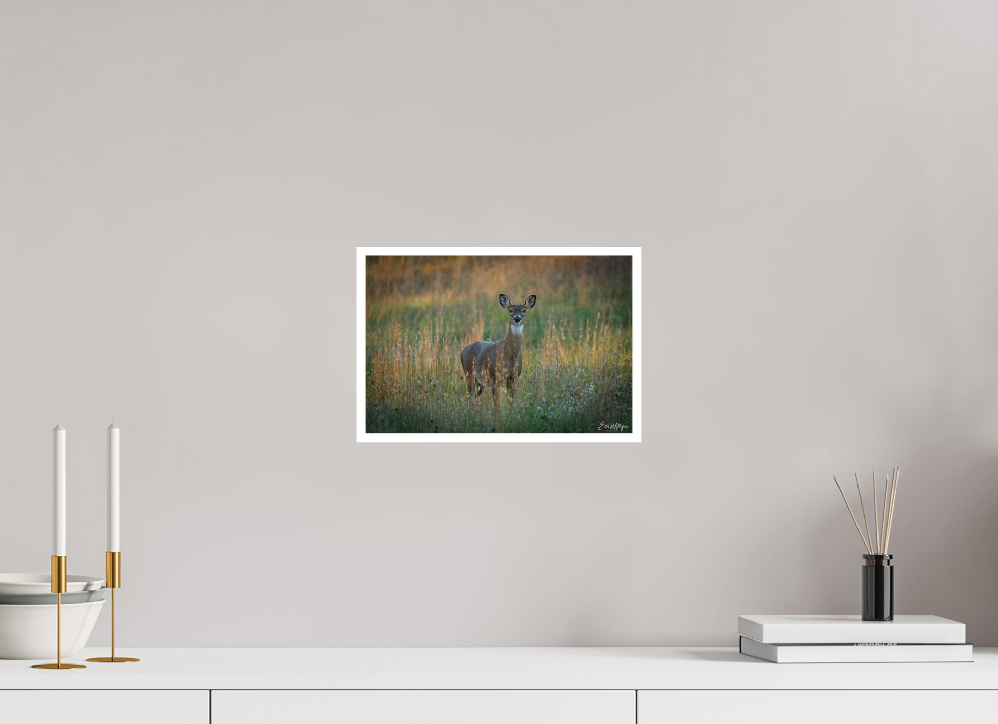 12 x 8″, Fine art print "Grace in the Meadow" - White-tailed Doe