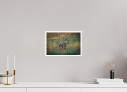 12 x 8″, Fine art print "Grace in the Meadow" - White-tailed Doe