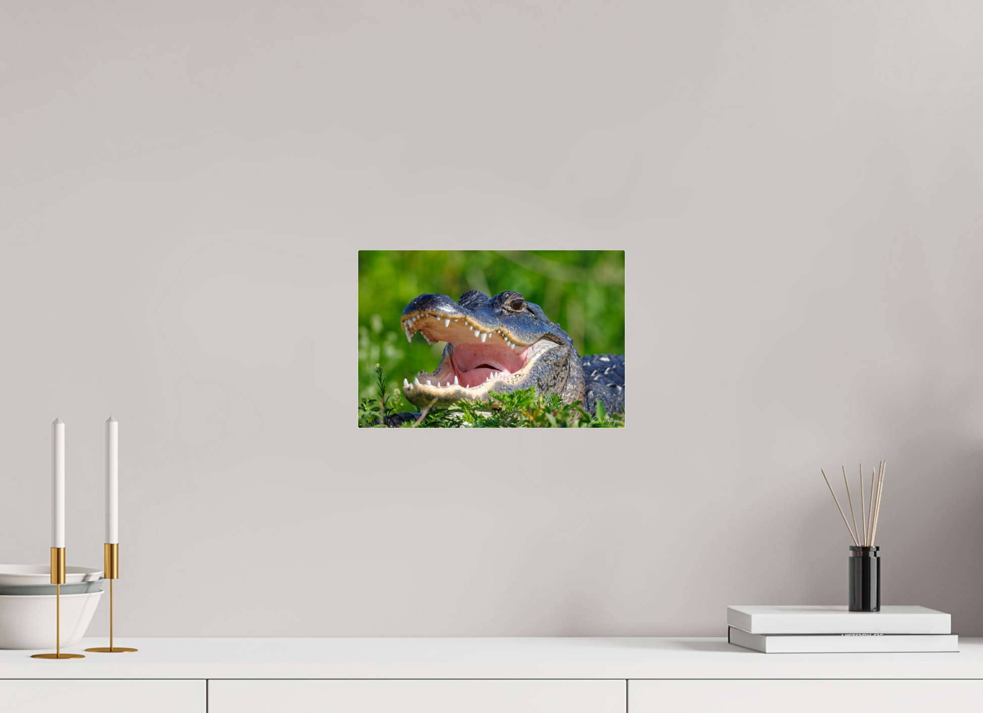 12 x 8″, Acrylic "Wide Open" - American Alligator