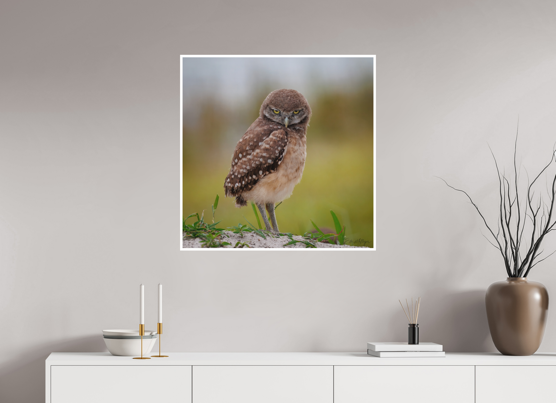 30 x 30″, Fine art print "The Stare Down" - Burrowing owlet