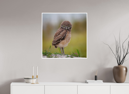 30 x 30″, Fine art print "The Stare Down" - Burrowing owlet