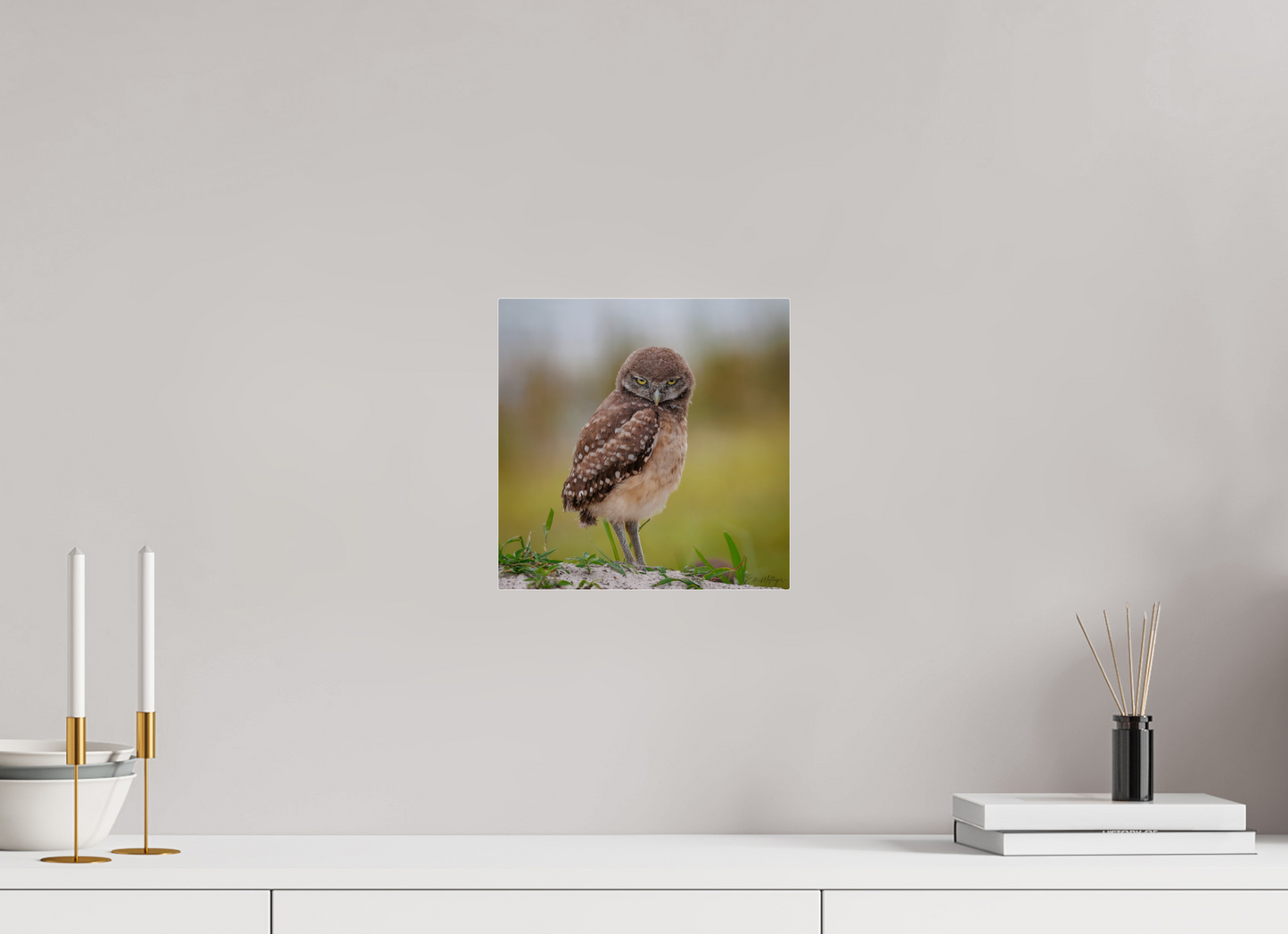 10 x 10″, Acrylic "The Stare Down" - Burrowing owlet