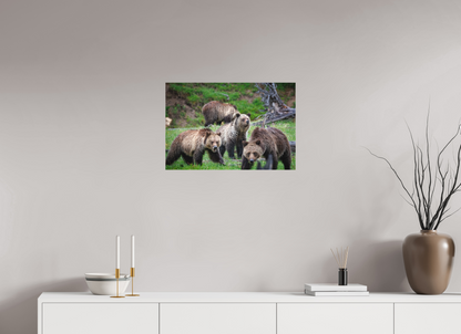 Grizzly family of four
