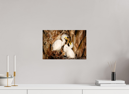 15 x 10″, Acrylic "Wetland Nursery" - Great Egrets