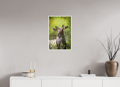 Smiling moose