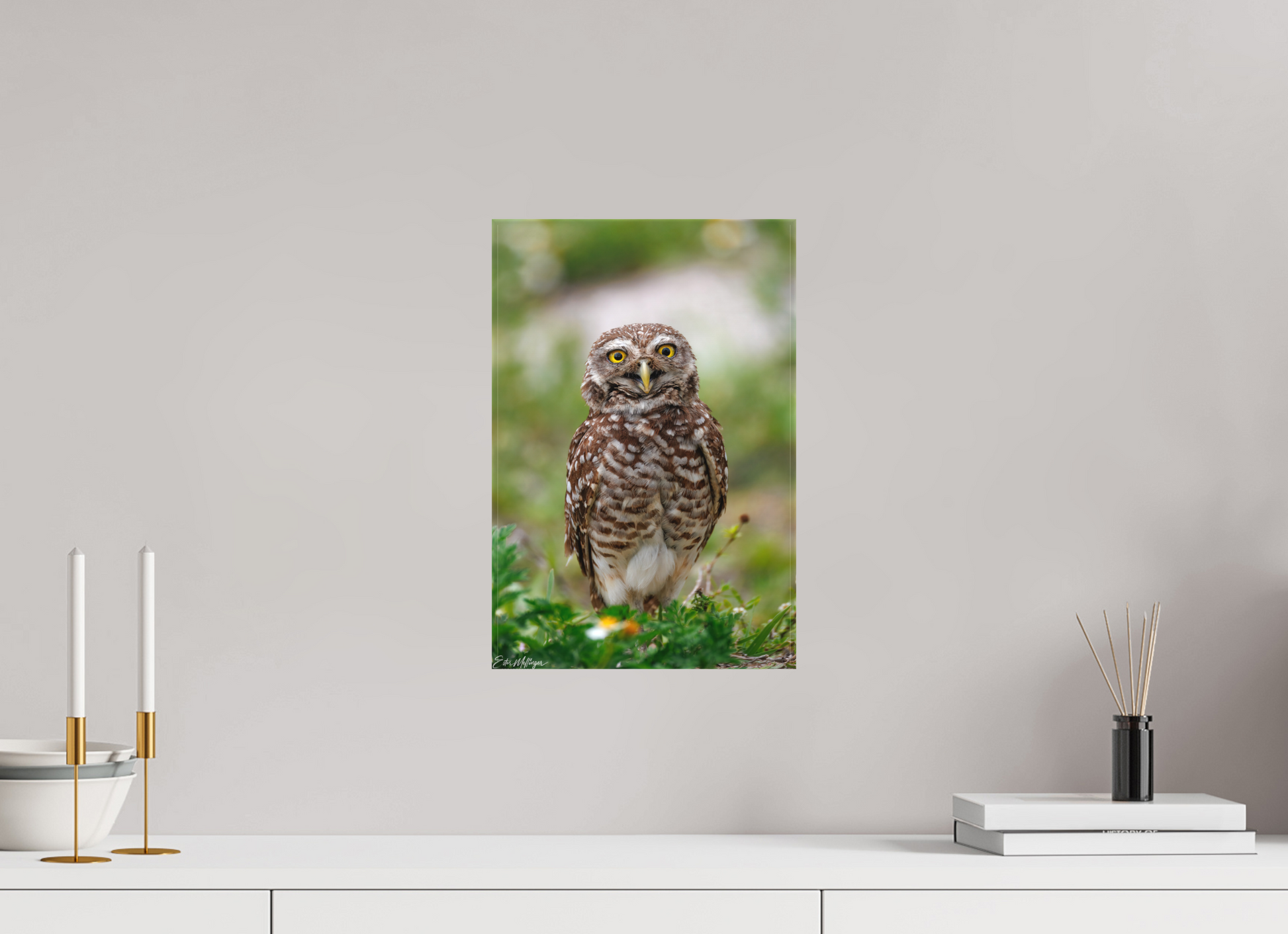 10 x 15″, Canvas "Wide-Eyed Wonder" - Burrowing Owl